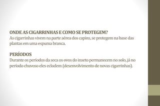 ONDEASCIGARRINHASECOMOSEPROTEGEM?
Ascigarrinhasvivemnaparteaéreadoscapins,seprotegemnabasedas
plantasemumaespumabranca.
PERÍODOS
Duranteosperíodosdasecaosovosdoinsetopermanecemnosolo,jáno
períodochuvosoeleseclodem(desenvolvimentodenovascigarrinhas).
 