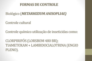 FORMAS DE CONTROLE
Biológico (METARHIZIUMANISOPLIAE)
Controle cultural
Controle químico utilização de inseticidas como:
CLORPIRIFÓS(LORSBOM480 BR);
TIAMETOXAM +LAMBIDOCIALOTRINA (ENGIO
PLENO).
 