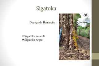 Sigatoka
Doença da Bananeira
Sigatoka amarela
Sigatoka negra
 