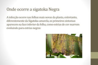 Onde ocorre a sigatoka Negra
Ainfecçãoocorrenasfolhasmaisnovasdaplanta,entretanto,
diferentementedaSigatoka-amarela,osprimeirossintomas
aparecemnafaceinferiordafolha,comoestriasdecormarrom
evoluindoparaestriasnegras
 
