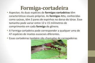 Formiga-cortadeira
 Aspectos: As duas espécies de formigas-cortadeiras têm
características visuais próprias. As formigas Atta, conhecidas
como saúvas, têm 3 pares de espinhos no dorso do tórax. Esse
tamanho pode variar entre 12 e 15 milímetros de
comprimento em cada formiga do gênero.
 A Formiga-cortadeira pode corresponder a qualquer uma de
47 espécies de insetos eusociais diferentes.
 Essas cortadeiras também são chamadas de carregadeiras
 