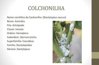 COLCHONILHA
Nome cientifico da Cochonilha :(Dactylopius coccus)
Reino: Animália
Filo: Artrópode
Classe: Incesta
Ordem: Hemíptera
Subordem: Sternorryncha
Superfamília: Coccídeas
Família: Dactylopiidae
Género: Dactylopius
 