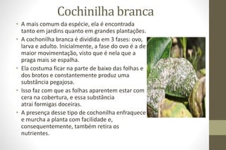 Cochinilha branca
• A mais comum da espécie, ela é encontrada
tanto em jardins quanto em grandes plantações.
• A cochonilha branca é dividida em 3 fases: ovo,
larva e adulto. Inicialmente, a fase do ovo é a de
maior movimentação, visto que é nela que a
praga mais se espalha.
• Ela costuma ficar na parte de baixo das folhas e
dos brotos e constantemente produz uma
substância pegajosa.
• Isso faz com que as folhas aparentem estar com
cera na cobertura, e essa substância
atrai formigas doceiras.
• A presença desse tipo de cochonilha enfraquece
e murcha a planta com facilidade e,
consequentemente, também retira os
nutrientes.
 