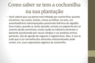 Como saber se tem a cochonilha
na sua plantação
• Você saberá que sua planta está infetada por cochonilhas quando
encontrar, nos caules, brotos, ramos ou folhas, no veio, uns
amontoadinhos esbranquiçados parecendo bolinhas de algodão.
Esse inseto, quando se sente atacado, secreta um pigmento de cor
carmim (ácido carmínico), muito usado na indústria alimentar e
bastante questionado por causar alergias e ser produto animal,
portanto, não do agrado de veganos e vegetarianos. Mas, é isso aí,
tudo que é cor vermelha dos alimentos industrializados pode
conter, sim, esse subproduto orgânico da cochonilha.
 