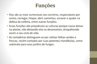 Funções
 Elas são as mais numerosas nos carreiros, responsáveis por
cortar, carregar, limpar, abrir caminhos, escavar e ajudar na
defesa da colônia, entre outras funções.
 Essas funções são prejudiciais as culturas porque causa danos
na planta, não deixando elas se desenvolver, atrapalhando
assim o seu ciclo de vida.
 As cortadeiras distinguem-se por utilizar folhas verdes e
frescas, recém-cortadas por suas potentes mandíbulas, como
substrato para seus jardins de fungos.
 
