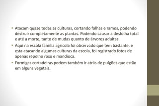 Atacam quase todas as culturas, cortando folhas e ramos, podendo
destruir completamente as plantas. Podendo causar a desfolha total
e até a morte, tanto de mudas quanto de árvores adultas.
 Aqui na escola família agrícola foi observado que tem bastante, e
esta atacando algumas culturas da escola, foi registrado fotos de
apenas repolho roxo e mandioca.
 Formigas cortadeiras podem também ir atrás de pulgões que estão
em alguns vegetais.
 