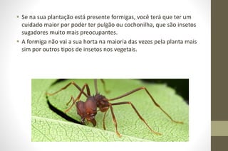  Se na sua plantação está presente formigas, você terá que ter um
cuidado maior por poder ter pulgão ou cochonilha, que são insetos
sugadores muito mais preocupantes.
 A formiga não vai a sua horta na maioria das vezes pela planta mais
sim por outros tipos de insetos nos vegetais.
 