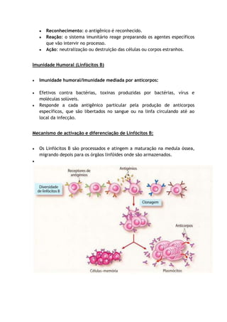 Reconhecimento: o antigênico é reconhecido.
Reação: o sistema imunitário reage preparando os agentes específicos
que vão intervir no processo.
Ação: neutralização ou destruição das células ou corpos estranhos.
Imunidade Humoral (Linfócitos B)
Imunidade humoral/Imunidade mediada por anticorpos:
Efetivos contra bactérias, toxinas produzidas por bactérias, vírus e
moléculas solúveis.
Responde a cada antigênico particular pela produção de anticorpos
específicos, que são libertados no sangue ou na linfa circulando até ao
local da infecção.
Mecanismo de activação e diferenciação de Linfócitos B:
Os Linfócitos B são processados e atingem a maturação na medula óssea,
migrando depois para os órgãos linfóides onde são armazenados.
 