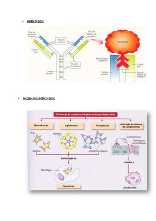 Anticorpos:
Acção dos anticorpos:
 