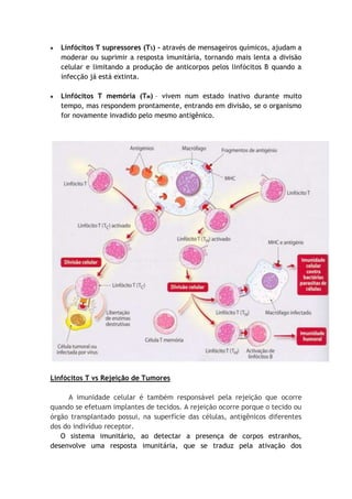 Linfócitos T supressores (TS) – através de mensageiros químicos, ajudam a
moderar ou suprimir a resposta imunitária, tornando mais lenta a divisão
celular e limitando a produção de anticorpos pelos linfócitos B quando a
infecção já está extinta.
Linfócitos T memória (TM) – vivem num estado inativo durante muito
tempo, mas respondem prontamente, entrando em divisão, se o organismo
for novamente invadido pelo mesmo antigênico.
Linfócitos T vs Rejeição de Tumores
A imunidade celular é também responsável pela rejeição que ocorre
quando se efetuam implantes de tecidos. A rejeição ocorre porque o tecido ou
órgão transplantado possui, na superfície das células, antigênicos diferentes
dos do indivíduo receptor.
O sistema imunitário, ao detectar a presença de corpos estranhos,
desenvolve uma resposta imunitária, que se traduz pela ativação dos
 