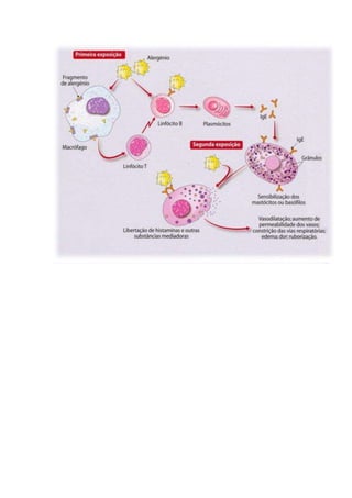 T rabalho de anatomia
