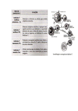 T rabalho de anatomia