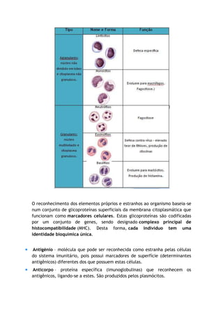 O reconhecimento dos elementos próprios e estranhos ao organismo baseia-se
num conjunto de glicoproteínas superficiais da membrana citoplasmática que
funcionam como marcadores celulares. Estas glicoproteínas são codificadas
por um conjunto de genes, sendo designado complexo principal de
histocompatibilidade (MHC). Desta forma, cada indivíduo tem uma
identidade bioquímica única.
Antigénio – molécula que pode ser reconhecida como estranha pelas células
do sistema imunitário, pois possui marcadores de superfície (determinantes
antigênicos) diferentes dos que possuem estas células.
Anticorpo – proteína específica (imunoglobulinas) que reconhecem os
antigênicos, ligando-se a estes. São produzidos pelos plasmócitos.
 