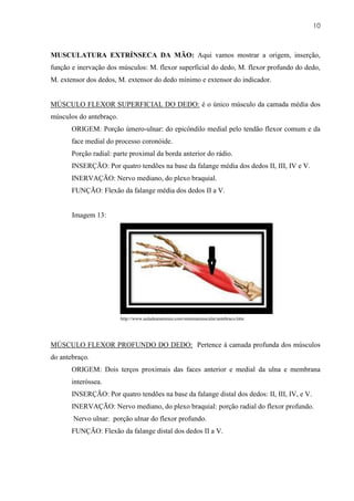 10



MUSCULATURA EXTRÍNSECA DA MÃO: Aqui vamos mostrar a origem, inserção,
função e inervação dos músculos: M. flexor superficial do dedo, M. flexor profundo do dedo,
M. extensor dos dedos, M. extensor do dedo mínimo e extensor do indicador.


MÚSCULO FLEXOR SUPERFICIAL DO DEDO: é o único músculo da camada média dos
músculos do antebraço.
       ORIGEM: Porção úmero-ulnar: do epicôndilo medial pelo tendão flexor comum e da
       face medial do processo coronóide.
       Porção radial: parte proximal da borda anterior do rádio.
       INSERÇÃO: Por quatro tendões na base da falange média dos dedos II, III, IV e V.
       INERVAÇÃO: Nervo mediano, do plexo braquial.
       FUNÇÃO: Flexão da falange média dos dedos II a V.


       Imagem 13:




                         http://www.auladeanatomia.com/sistemamuscular/antebraco.htm




MÚSCULO FLEXOR PROFUNDO DO DEDO: Pertence à camada profunda dos músculos
do antebraço.
       ORIGEM: Dois terços proximais das faces anterior e medial da ulna e membrana
       interóssea.
       INSERÇÃO: Por quatro tendões na base da falange distal dos dedos: II, III, IV, e V.
       INERVAÇÃO: Nervo mediano, do plexo braquial: porção radial do flexor profundo.
       Nervo ulnar: porção ulnar do flexor profundo.
       FUNÇÃO: Flexão da falange distal dos dedos II a V.
 