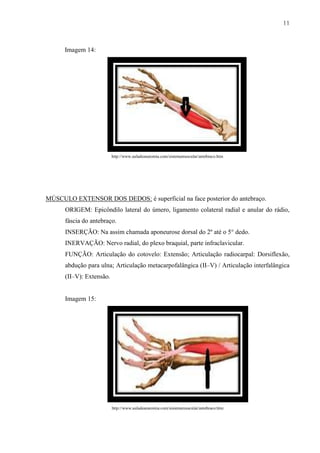 11



      Imagem 14:




                          http://www.auladeanatomia.com/sistemamuscular/antebraco.htm




MÚSCULO EXTENSOR DOS DEDOS: é superficial na face posterior do antebraço.
      ORIGEM: Epicôndilo lateral do úmero, ligamento colateral radial e anular do rádio,
      fáscia do antebraço.
      INSERÇÃO: Na assim chamada aponeurose dorsal do 2º até o 5° dedo.
      INERVAÇÃO: Nervo radial, do plexo braquial, parte infraclavicular.
      FUNÇÃO: Articulação do cotovelo: Extensão; Articulação radiocarpal: Dorsiflexão,
      abdução para ulna; Articulação metacarpofalângica (II–V) / Articulação interfalângica
      (II–V): Extensão.


      Imagem 15:




                          http://www.auladeanatomia.com/sistemamuscular/antebraco.htm
 