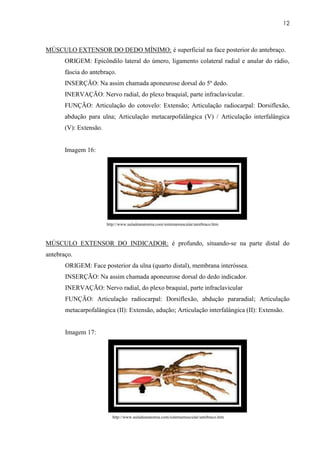 12



MÚSCULO EXTENSOR DO DEDO MÍNIMO: é superficial na face posterior do antebraço.
       ORIGEM: Epicôndilo lateral do úmero, ligamento colateral radial e anular do rádio,
       fáscia do antebraço.
       INSERÇÃO: Na assim chamada aponeurose dorsal do 5º dedo.
       INERVAÇÃO: Nervo radial, do plexo braquial, parte infraclavicular.
       FUNÇÃO: Articulação do cotovelo: Extensão; Articulação radiocarpal: Dorsiflexão,
       abdução para ulna; Articulação metacarpofalângica (V) / Articulação interfalângica
       (V): Extensão.


       Imagem 16:




                        http://www.auladeanatomia.com/sistemamuscular/antebraco.htm



MÚSCULO EXTENSOR DO INDICADOR: é profundo, situando-se na parte distal do
antebraço.
       ORIGEM: Face posterior da ulna (quarto distal), membrana interóssea.
       INSERÇÃO: Na assim chamada aponeurose dorsal do dedo indicador.
       INERVAÇÃO: Nervo radial, do plexo braquial, parte infraclavicular
       FUNÇÃO: Articulação radiocarpal: Dorsiflexão, abdução pararadial; Articulação
       metacarpofalângica (II): Extensão, adução; Articulação interfalângica (II): Extensão.


       Imagem 17:




                           http://www.auladeanatomia.com/sistemamuscular/antebraco.htm
 