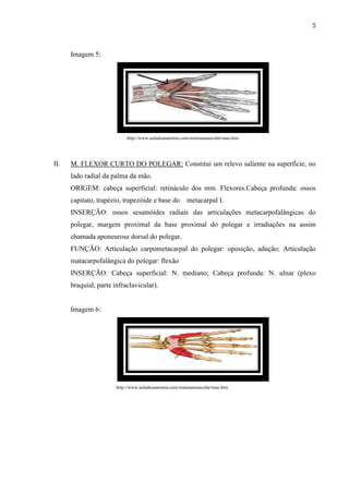 5



      Imagem 5:




                            http://www.auladeanatomia.com/sistemamuscular/mao.htm




II.   M. FLEXOR CURTO DO POLEGAR: Constitui um relevo saliente na superfície, no
      lado radial da palma da mão.
      ORIGEM: cabeça superficial: retináculo dos mm. Flexores.Cabeça profunda: ossos
      capitato, trapézio, trapezóide e base do          metacarpal I.
      INSERÇÃO: ossos sesamóides radiais das articulações metacarpofalângicas do
      polegar, margem proximal da base proximal do polegar e irradiações na assim
      chamada aponeurose dorsal do polegar.
      FUNÇÃO: Articulação carpometacarpal do polegar: oposição, adução; Articulação
      matacarpofalângica do polegar: flexão
      INSERÇÃO: Cabeça superficial: N. mediano; Cabeça profunda: N. ulnar (plexo
      braquial, parte infraclavicular).


      Imagem 6:




                       http://www.auladeanatomia.com/sistemamuscular/mao.htm
 