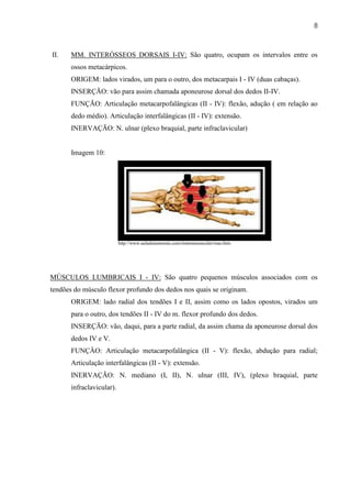 8



II.    MM. INTERÓSSEOS DORSAIS I-IV: São quatro, ocupam os intervalos entre os
       ossos metacárpicos.
       ORIGEM: lados virados, um para o outro, dos metacarpais I - IV (duas cabaças).
       INSERÇÃO: vão para assim chamada aponeurose dorsal dos dedos II-IV.
       FUNÇÃO: Articulação metacarpofalângicas (II - IV): flexão, adução ( em relação ao
       dedo médio). Articulação interfalângicas (II - IV): extensão.
       INERVAÇÃO: N. ulnar (plexo braquial, parte infraclavicular)


       Imagem 10:




                           http://www.auladeanatomia.com/sistemamuscular/mao.htm




MÚSCULOS LUMBRICAIS I - IV: São quatro pequenos músculos associados com os
tendões do músculo flexor profundo dos dedos nos quais se originam.
       ORIGEM: lado radial dos tendões I e II, assim como os lados opostos, virados um
       para o outro, dos tendões II - IV do m. flexor profundo dos dedos.
       INSERÇÃO: vão, daqui, para a parte radial, da assim chama da aponeurose dorsal dos
       dedos IV e V.
       FUNÇÂO: Articulação metacarpofalângica (II - V): flexão, abdução para radial;
       Articulação interfalângicas (II - V): extensão.
       INERVAÇÃO: N. mediano (I, II), N. ulnar (III, IV), (plexo braquial, parte
       infraclavicular).
 