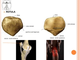 Anatomia - Membros Inferiores | PPTX