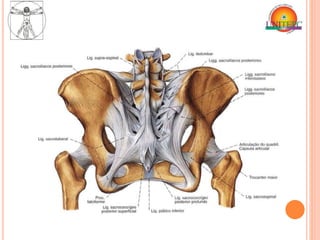Anatomia - Membros Inferiores | PPTX