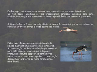 O que é a biodiversidade?A biodiversidade é a variedade de espécies de seres vivos que habitam num determinado local. 