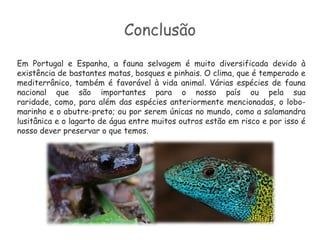 Bufo RealO bufo-real (Bubobubo) é das maiores aves rapinas nocturnas que habitam em Portugal.É também a maior espécie de coruja existente no mundo, chegando a 86 cm de comprimento, 1,70 m a 2,10 m de envergadura e pode pesar até 5,5 kg. O Bufo-Real tem uma longevidade que pode variar de 10 a 20 anos. Habita as regiões do interior, especialmente onde existam grandes zonas rochosas. No entanto, trata-se de uma espécie bastante sensível à perturbação, sobretudo nos locais de nidificação.Pode ser avistada entre Douro e Minho, Trás-os-Montes, Beira interior, Vale do Tejo e Alentejo.Esta ave alimenta-se de ratos, ratazanas, gaivotas, patos, lebres e inclusive outros bufos e aves de rapina. Caracteriza-se pelos dois tufos de penas no alto da cabeça, que retrai durante o voo, grandes olhos de cor laranja, o ventre pálido e listado e dorso escuro com manchas claras.