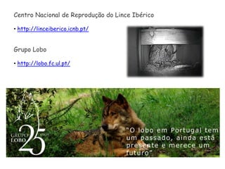 Águia-real A águia-real (Aquila chyrsaeos) é uma ave de rapina diurna que se distribui nas terras altas e montanhosas como a serras da Peneda Gerês, na região do Tejo, Marão e numa pequena parte do Guadiana. 	Esta ave de rapina encontra-se em perigo devido à caça e à alteração do habitat natural. Esta águia pode atingir um comprimento de 100 cm, as asas podem chegar até aos 250 cm e pesa entre 2,5 kg a 7 kg. Possui uma visão excelente e alimenta-se essencialmente de ratos, toupeiras, pássaros, coelhos, répteis, morcegos, entre outros.A águia-real ocupa grandes áreas abertas com vegetação baixa, declives e planaltos, preferindo instalar-se em espaços pouco humanizados, agrestes e sempre com escarpas rochosas. Utiliza rochedos, árvores e outros pontos de observação como poleiros.