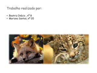 Cegonha-PretaA Cegonha-Preta (Ciconia nigra) é uma ave considerada rara, contudo encontra-se espalhada um pouco por todo o Mundo, mas devido às alterações climáticas os habitats desta espécie estão a começar a desaparecer. Esta cegonha mede aproximadamente 1 metro de altura, com 1,8 metros de comprimento, de uma asa à outra, e pesa cerca de 3 kg. Esta ave tem cor preta, à excepção do peito que é branco e o bico e as patas vermelhas. Estas aves assustam-se facilmente quando alguém se aproxima delas. É devido a essa timidez que preferem habitar zonas isoladas afastadas de qualquer fonte de perturbação. O habitat destas aves é normalmente um local com condições especiais mas é essencialmente uma zona alagada, como os rios ou os lagos, rodeado por florestas. 