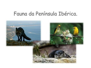 Espécies raras da Península Ibérica.