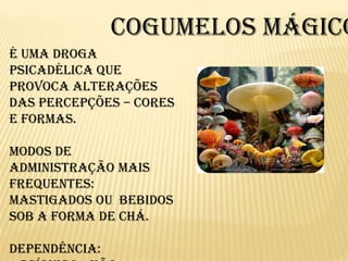 Cogumelos mágicos É uma droga psicadélica que provoca alterações das percepções – cores e formas. Modos de  administração mais frequentes:Mastigados ou  bebidos sob a forma de chá.Dependência: - Psíquica - não - Física - não
