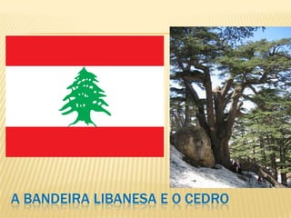 A BANDEIRA LIBANESA E O CEDRO
 