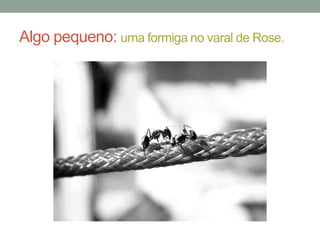 Algo pequeno: uma formiga no varal de Rose.

 