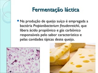Fermentação láctica
Na

produção de queijo suíço é empregada a
bactéria Propionibacterium freudenreichii, que
libera ácido propiônico e gás carbônico
responsáveis pelo sabor característico e
pelas cavidades típicas deste queijo.

 