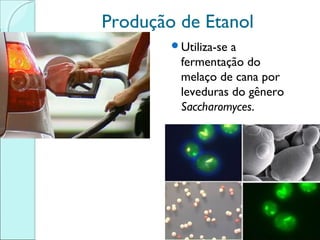 Produção de Etanol
Utiliza-se

a
fermentação do
melaço de cana por
leveduras do gênero
Saccharomyces.

 