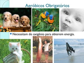 Aeróbicos Obrigatórios

Necessitam

do oxigênio para obterem energia.

 