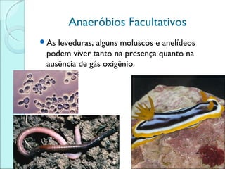 Anaeróbios Facultativos
As

leveduras, alguns moluscos e anelídeos
podem viver tanto na presença quanto na
ausência de gás oxigênio.

 