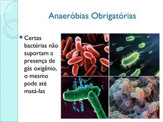 Anaeróbias Obrigatórias
Certas

bactérias não
suportam a
presença de
gás oxigênio,
o mesmo
pode até
matá-las

 