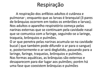 Respiração 
A respiração dos anfíbios adultos é cutânea e 
pulmonar ; enquanto que as larvas é branquial (3 pares 
de brânquias ocorrem em todos os embriões e larvas). 
Nos adultos o aparelho respiratório começa pelas 
narinas externas que se continuam pela cavidade nasal 
que se comunica com a faringe, seguindo-se a laringe, 
traqueia, brônquios e pulmões. 
O ar que penetra pelas narinas acumula-se na cavidade 
bucal ( que também pode difundir o ar para o sangue) 
e, posteriormente o ar será deglutido, passando para a 
laringe, faringe, traqueias, brônquios e pulmões. 
Nas formas aquáticas, as brânquias são externas e 
desaparecem para dar lugar aos pulmões; porém há 
uma fase que coexistem brânquias e pulmões 
 