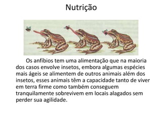 Nutrição 
Os anfíbios tem uma alimentação que na maioria 
dos casos envolve insetos, embora algumas espécies 
mais ágeis se alimentem de outros animais além dos 
insetos, esses animais têm a capacidade tanto de viver 
em terra firme como também conseguem 
tranquilamente sobrevivem em locais alagados sem 
perder sua agilidade. 
 