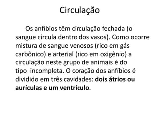 Circulação 
Os anfíbios têm circulação fechada (o 
sangue circula dentro dos vasos). Como ocorre 
mistura de sangue venosos (rico em gás 
carbônico) e arterial (rico em oxigênio) a 
circulação neste grupo de animais é do 
tipo incompleta. O coração dos anfíbios é 
dividido em três cavidades: dois átrios ou 
aurículas e um ventrículo. 
 