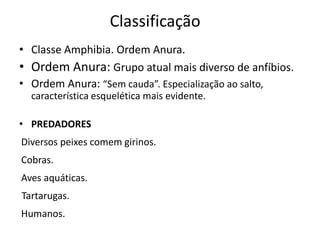 Classificação 
• Classe Amphibia. Ordem Anura. 
• Ordem Anura: Grupo atual mais diverso de anfíbios. 
• Ordem Anura: “Sem cauda”. Especialização ao salto, 
característica esquelética mais evidente. 
• PREDADORES 
Diversos peixes comem girinos. 
Cobras. 
Aves aquáticas. 
Tartarugas. 
Humanos. 
 