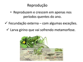 Reprodução 
• Reproduzem e crescem em apenas nos 
períodos quentes do ano. 
 Fecundação externa – com algumas exceções. 
 Larva girino que vai sofrendo metamorfose. 
 