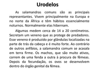 Urodelos 
As salamandras comuns são as principais 
representantes. Vivem principalmente na Europa e 
no norte da África e têm hábitos essencialmente 
noturnos. Normalmente elas hibernam. 
Algumas medem cerca de 14 a 20 centímetros. 
Secretam um veneno que as protege de predadores. 
Esse veneno é produzido por glândulas localizadas na 
parte de trás da cabeça e é muito forte. Ao contrário 
de outros anfíbios, a salamandra comum se acasala 
em terra firme. Os machos, que são muito ativos, 
correm de uma fenda a outra à procura de fêmeas. 
Depois da fecundação, os ovos se desenvolvem 
dentro do órgão genital da fêmea. 
 