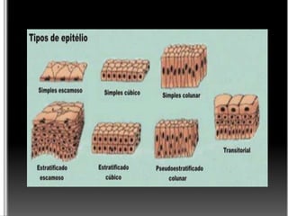 Tecido Epitelial