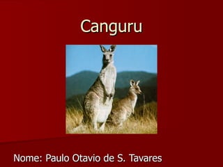 Canguru Nome: Paulo Otavio de S. Tavares 