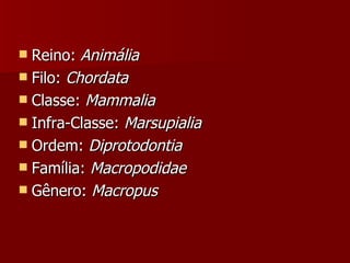 Reino:  Animália  Filo:  Chordata  Classe:  Mammalia   Infra-Classe:  Marsupialia   Ordem:  Diprotodontia Família:  Macropodidae   Gênero:  Macropus   