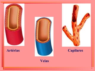 Artérias
Veias
Capilares
 