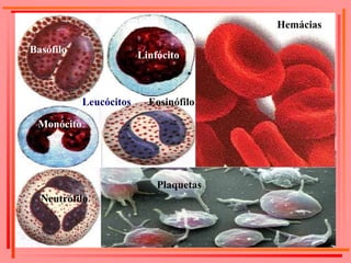 Basófilo Linfócito Eosinófilo Monócito Neutrófilo Plaquetas Hemácias Leucócitos 