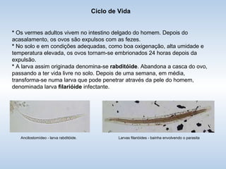 Ciclo de Vida *  Os vermes adultos vivem no intestino delgado do homem. Depois do acasalamento, os ovos são expulsos com as fezes. *  No solo e em condições adequadas, como boa oxigenação, alta umidade e temperatura elevada, os ovos tornam-se embrionados 24 horas depois da expulsão. *  A larva assim originada denomina-se  rabditóide . Abandona a casca do ovo, passando a ter vida livre no solo. Depois de uma semana, em média, transforma-se numa larva que pode penetrar através da pele do homem, denominada larva  filarióide  infectante. Ancilostomídeo - larva rabditóide. Larvas filarióides - bainha envolvendo o parasita 