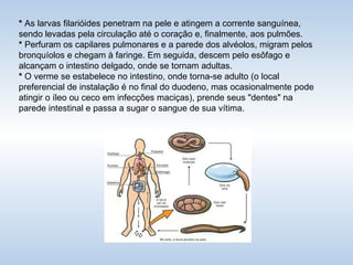 *  As larvas filarióides penetram na pele e atingem a corrente sanguínea, sendo levadas pela circulação até o coração e, finalmente, aos pulmões. *  Perfuram os capilares pulmonares e a parede dos alvéolos, migram pelos bronquíolos e chegam à faringe. Em seguida, descem pelo esôfago e alcançam o intestino delgado, onde se tornam adultas.  *  O verme se estabelece no intestino, onde torna-se adulto (o local preferencial de instalação é no final do duodeno, mas ocasionalmente pode atingir o íleo ou ceco em infecções maciças), prende seus "dentes" na parede intestinal e passa a sugar o sangue de sua vítima. 